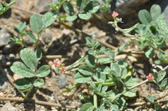 Indigofera parodiana
