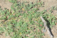 Indigofera parodiana