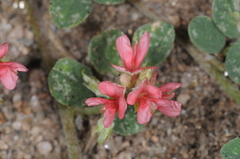 Indigofera parodiana
