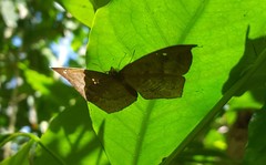 Eurybia pergaea