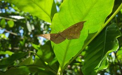 Eurybia pergaea