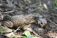 Rhinella horribilis
