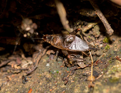 Itara minor