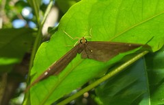 Eurybia pergaea