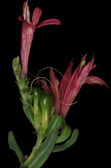 Justicia xylosteoides