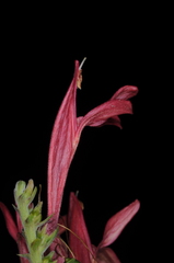 Justicia xylosteoides