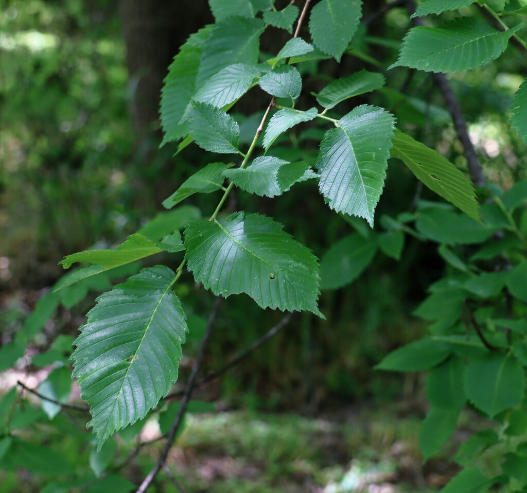 American elm from Connemara Creekside on May 01, 2023 at 12:34 PM by ...