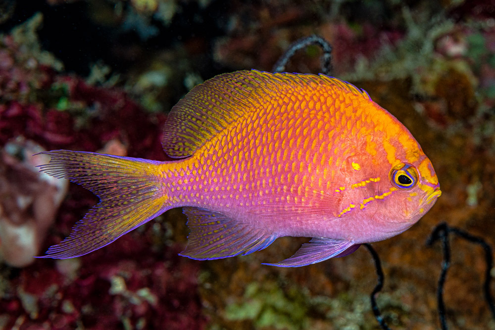Hawkfish Anthias