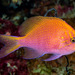 Hawk Anthias - Photo (c) François Libert, some rights reserved (CC BY-NC-SA), uploaded by François Libert