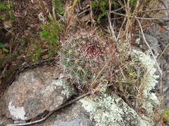 Mammillaria rhodantha fera-rubra