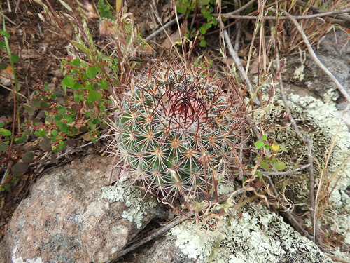Image of Mammillaria rhodantha by (c) Oscar Alejandro Morales Juárez, some rights reserved (CC BY-SA)
