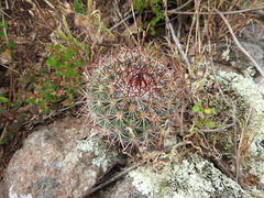 Mammillaria rhodantha fera-rubra