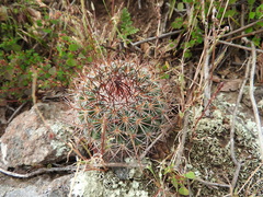 Mammillaria rhodantha fera-rubra