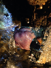 Cystodytes lobatus