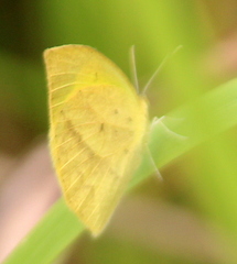 Eurema laeta
