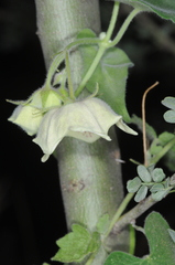 Philibertia gilliesii