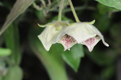 Philibertia gilliesii