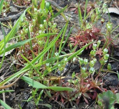 Androsace occidentalis