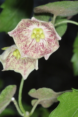 Philibertia gilliesii