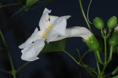 Amphilophium carolinae