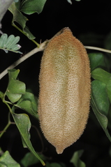 Amphilophium carolinae