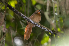 Phacellodomus erythrophthalmus