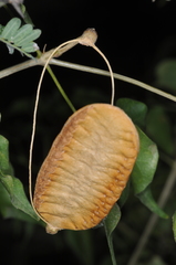 Amphilophium carolinae