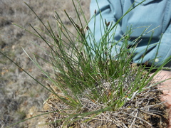Eleocharis occulta
