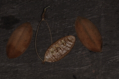 Amphilophium carolinae