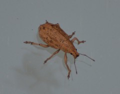 Compsus auricephalus