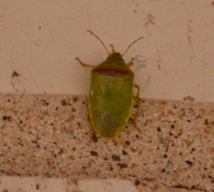 Piezodorus guildinii