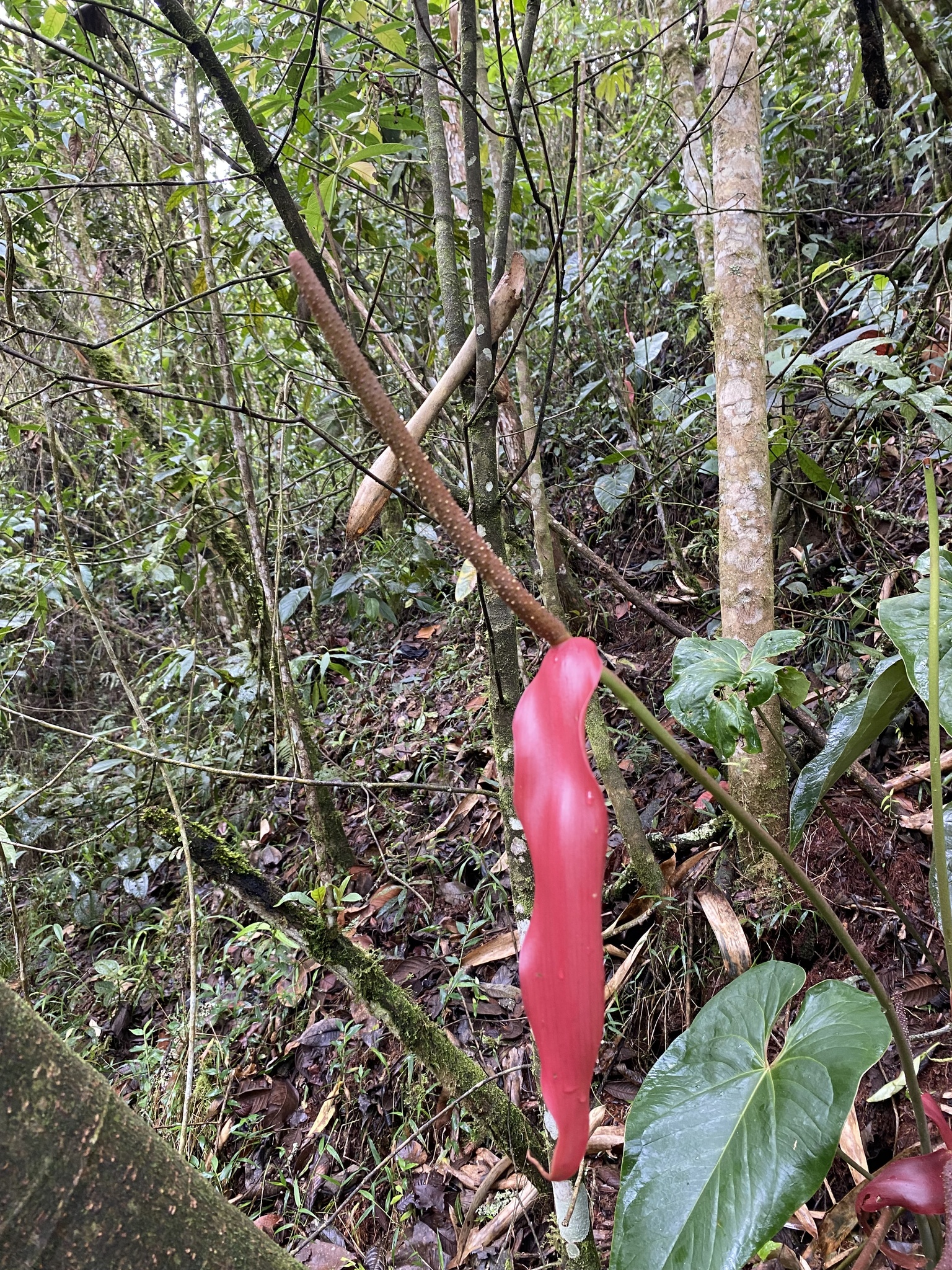 Anthurium cupreum Engl.