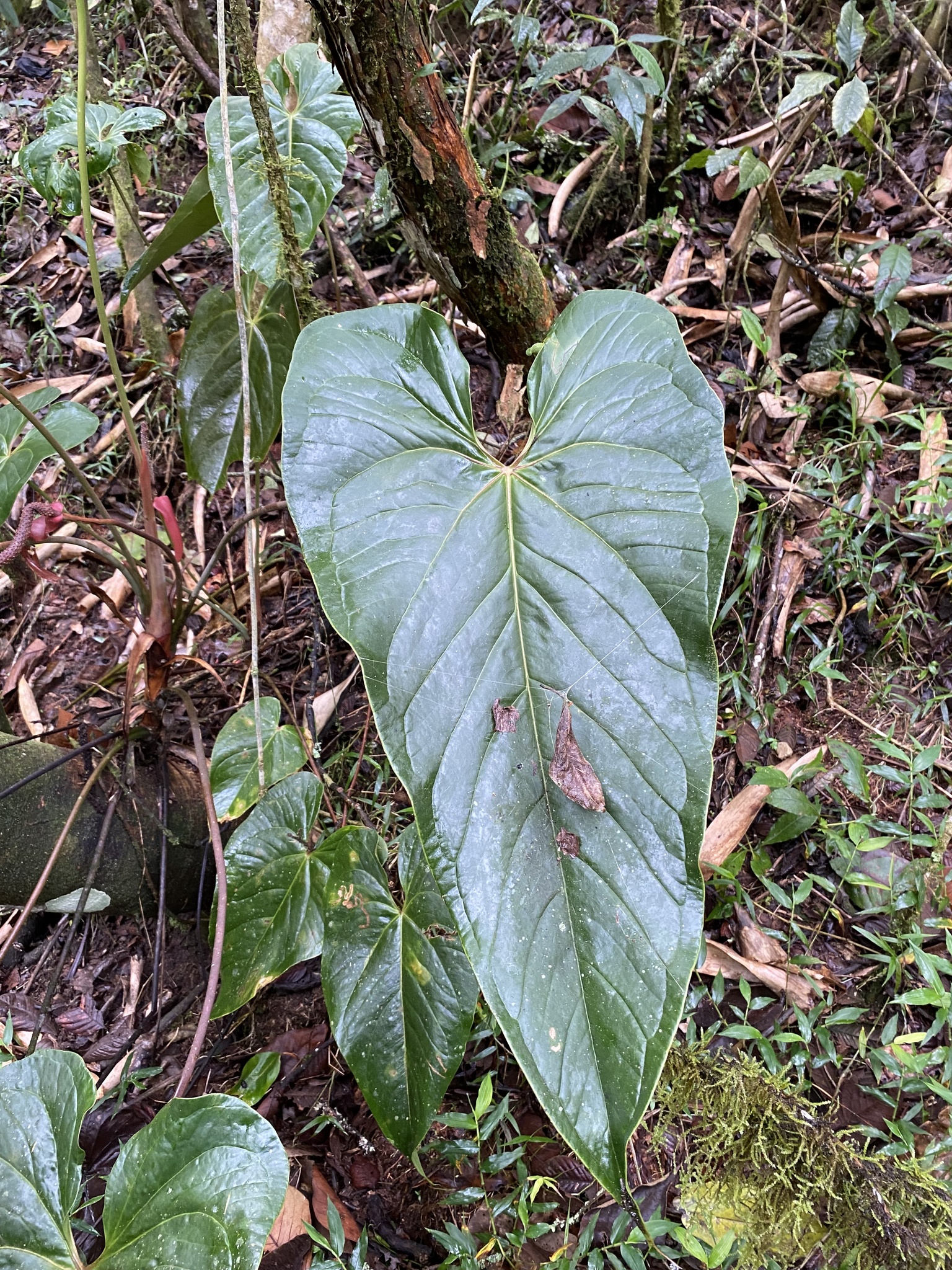 Anthurium cupreum Engl. 2