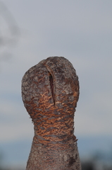 Prosopanche americana