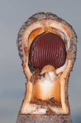 Prosopanche americana