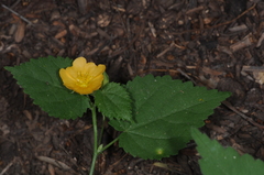 Pseudabutilon virgatum