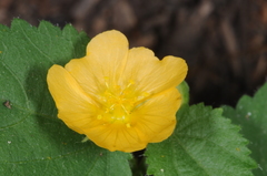 Pseudabutilon virgatum