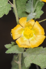 Pseudabutilon virgatum