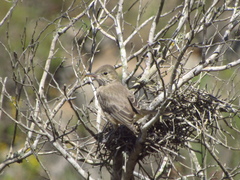 Great Shrike-Tyrant photo 3