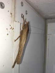 Philophyllia guttulata