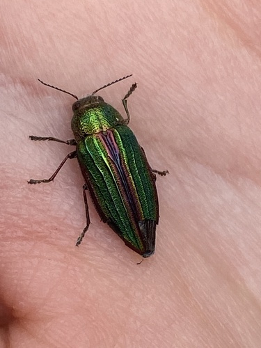 Golden Buprestid Beetle photo 6