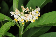 Solanum argentinum