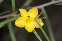 Talinum polygaloides