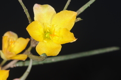 Talinum polygaloides