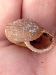 Helminthoglypta diabloensis