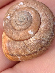 Helminthoglypta diabloensis