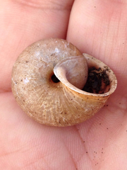 Helminthoglypta diabloensis