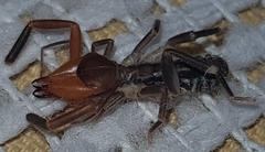 Ammotrechidae
