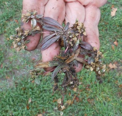 Gossypianthus lanuginosus