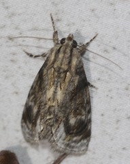 Zalissa catocalina
